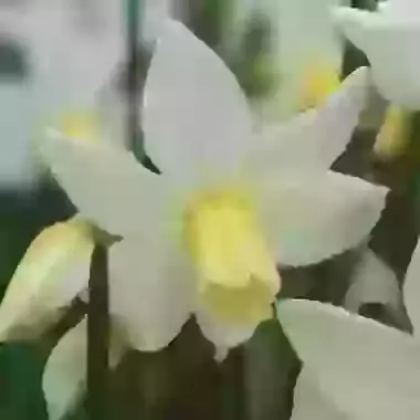 Toto